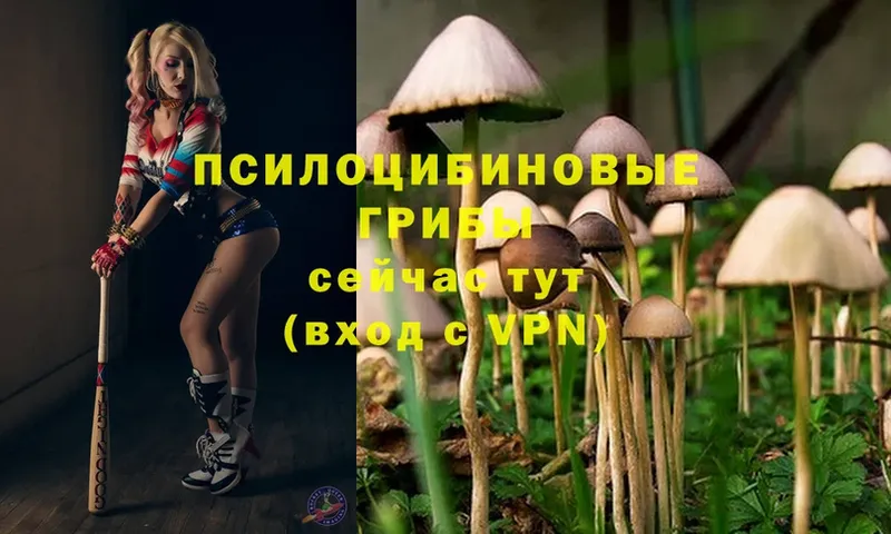 сколько стоит  Асино  Псилоцибиновые грибы MAGIC MUSHROOMS 